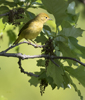 Yellow Warbler